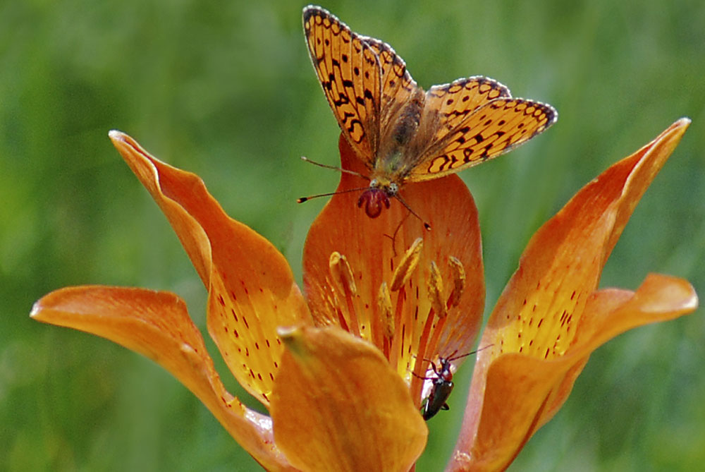 Argynnis....sp.?